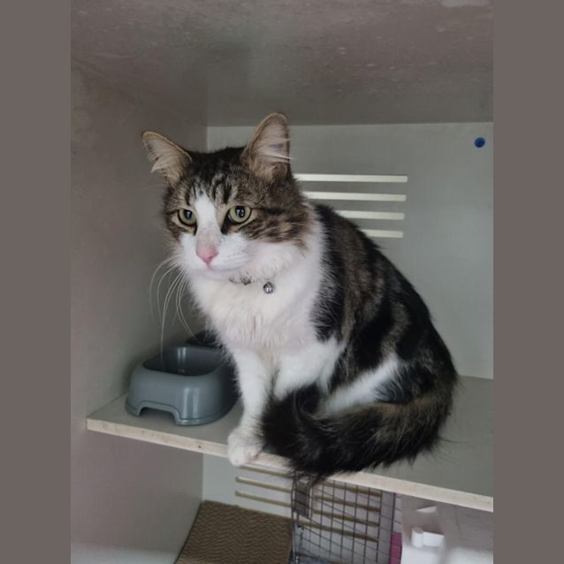 Photo of Mister Mittens