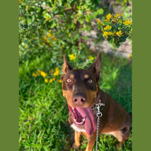 Photo of Ruby   3 Year Old Kelpie (Trial 18/8/23)