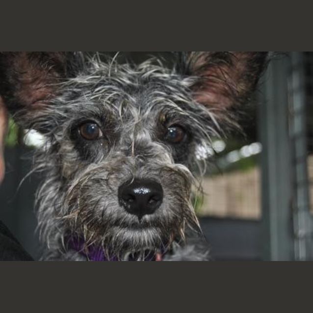 Photo of Smokey
