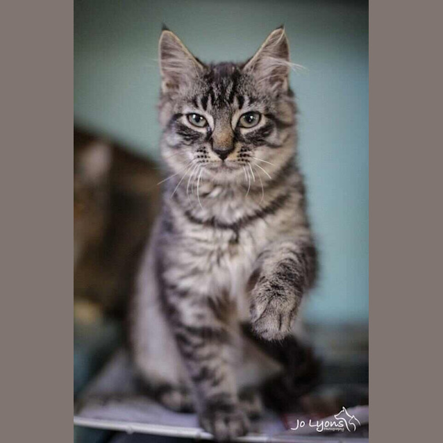Photo of Kitty