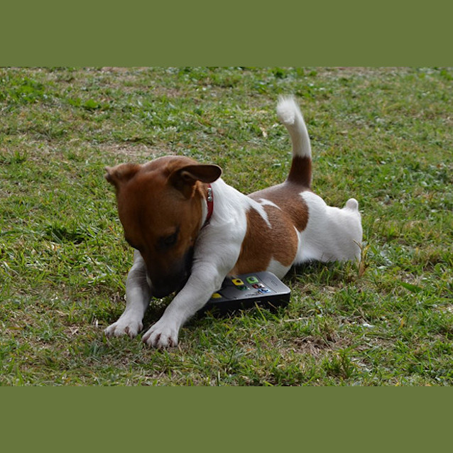 Photo of Watson