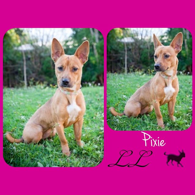 Photo of Pixie 
