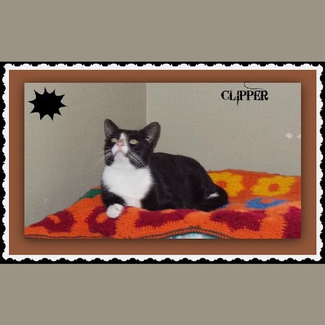 Photo of Clipper