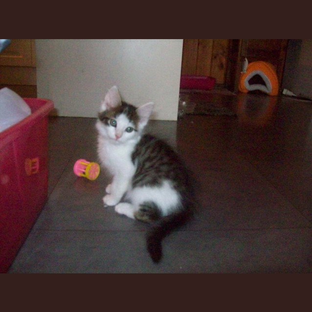 Photo of Tum Tum  ** Adoption Pending**