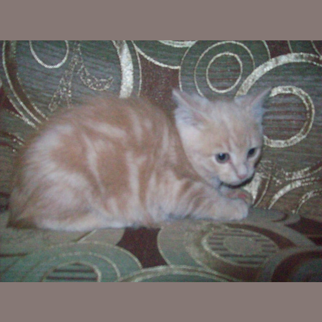 Photo of Shandee **Adoption Pending**