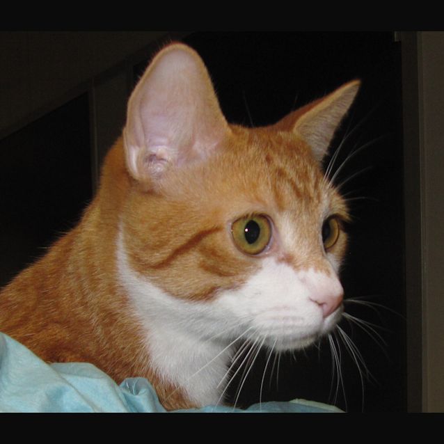 Photo of Tomic