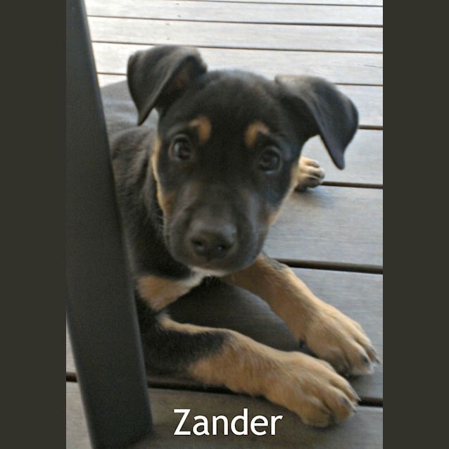 Photo of Zander