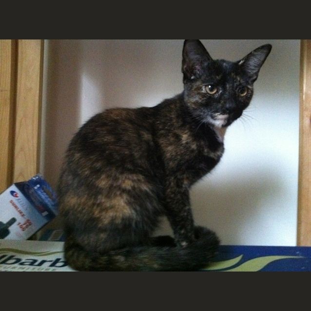 Photo of Delilah