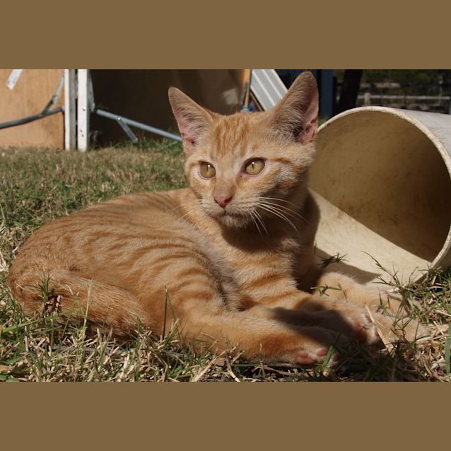 Photo of Curtis (Kitten)