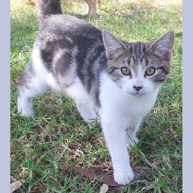 Photo of Lexi (Kitten)