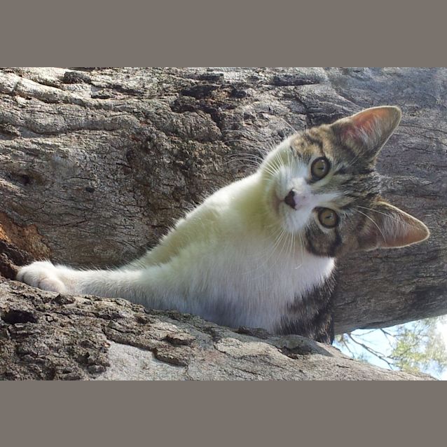 Photo of Lexi (Kitten)