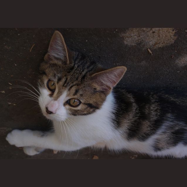 Photo of Lexi (Kitten)