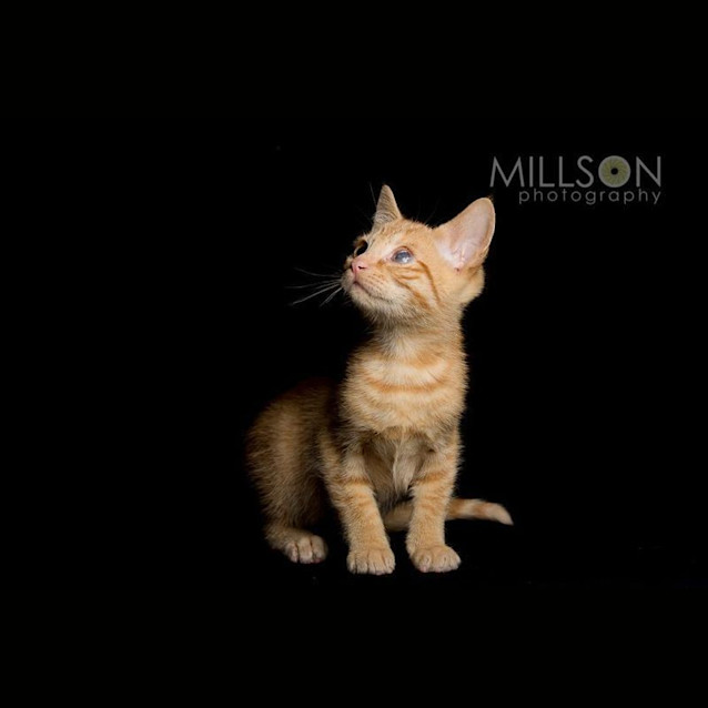 Photo of Captain Jack