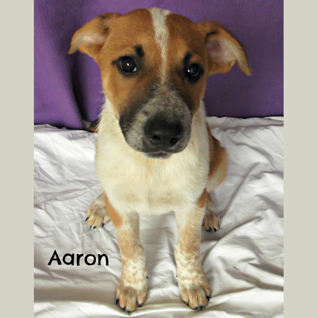 Photo of Aaron