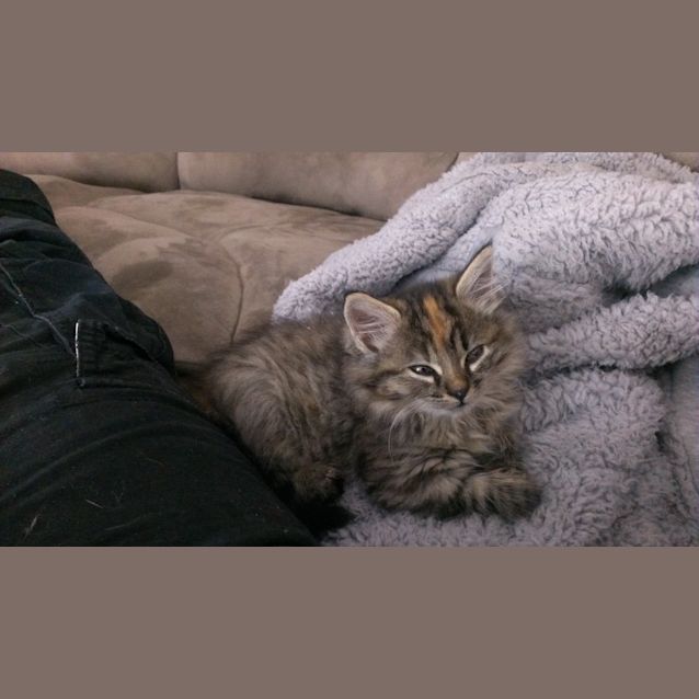 Photo of Portia