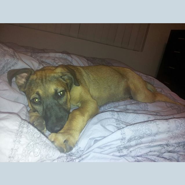 Photo of Mason Needs A Doggy Friend