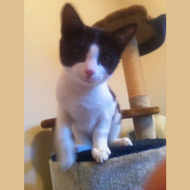 Photo of Archie