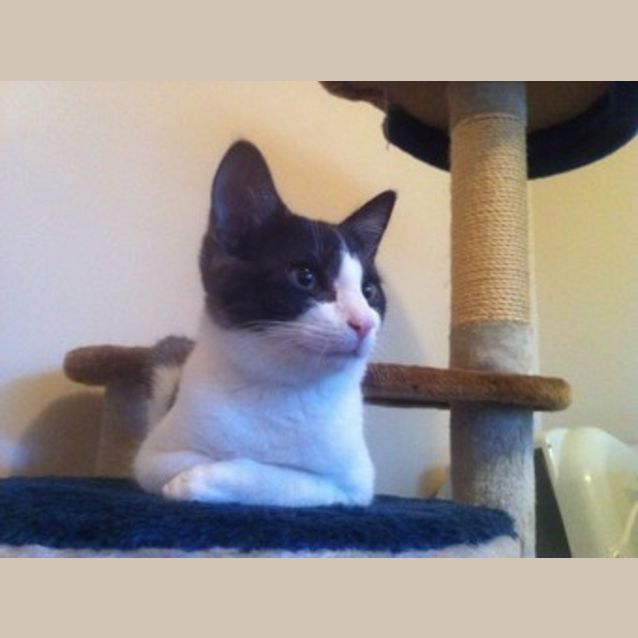 Photo of Archie