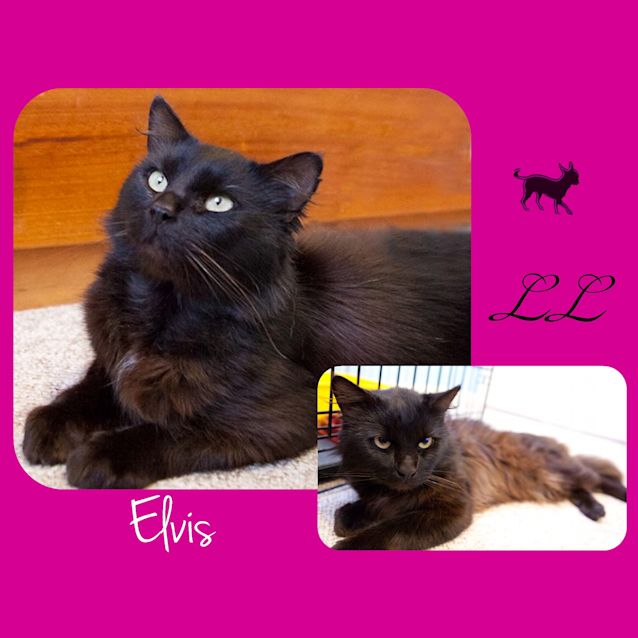 Photo of Elvis