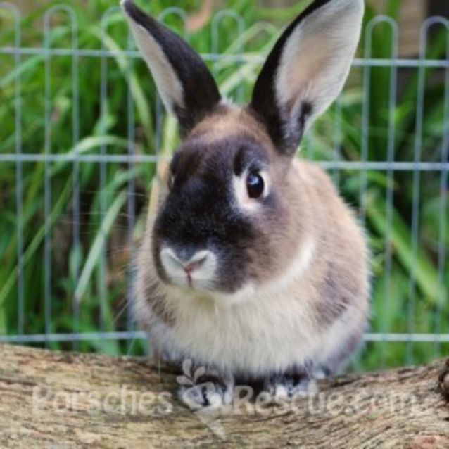 Photo of Splash  Desexed And Vaccinated