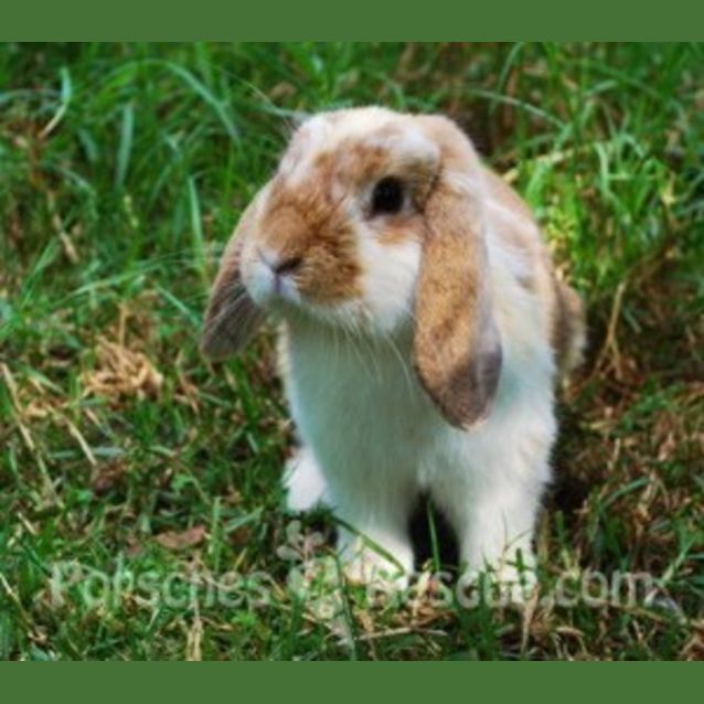 Photo of Roscoe  Desexed And Vaccinated