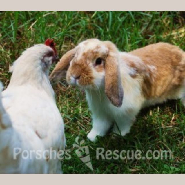 Photo of Roscoe  Desexed And Vaccinated