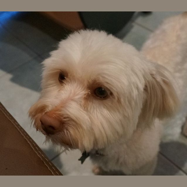 Photo of Charlie Chips