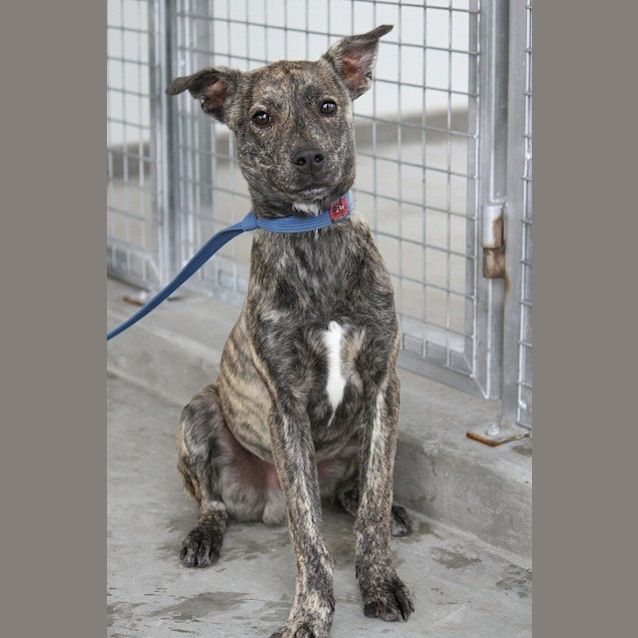 Photo of Berkley  (Reduced Adoption Fee)