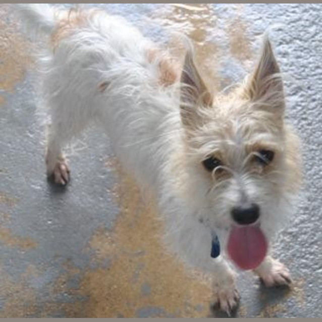 Photo of Buster