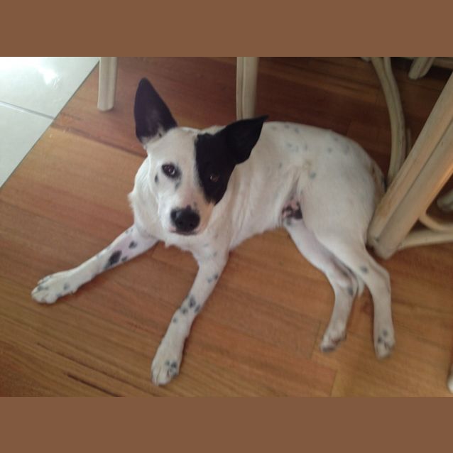 Photo of Charlie