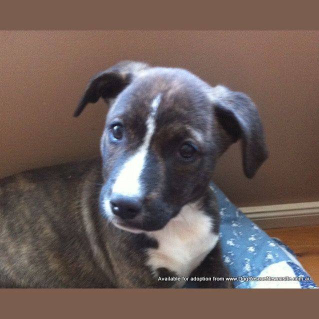 Photo of Little Miss Millie (On Trial 4/6/13)