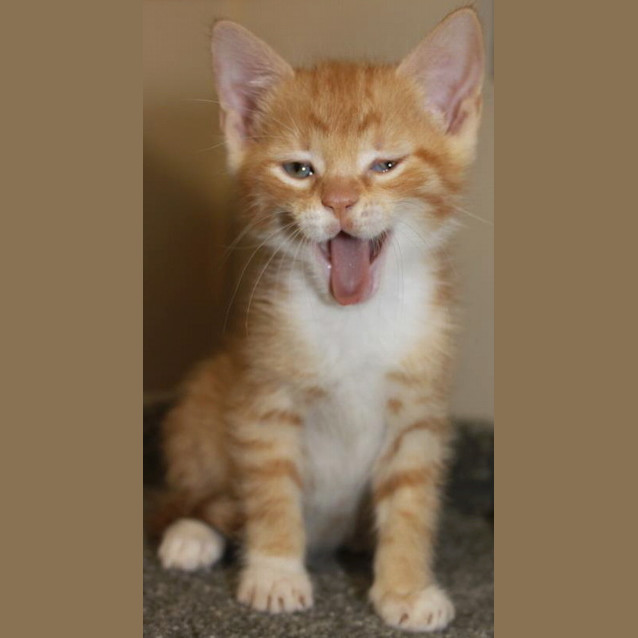 Photo of Butterscotch