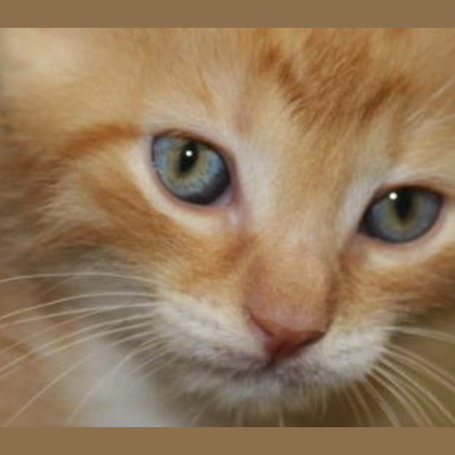 Photo of Butterscotch