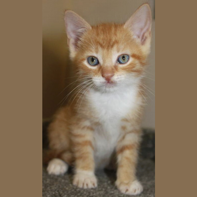 Photo of Butterscotch