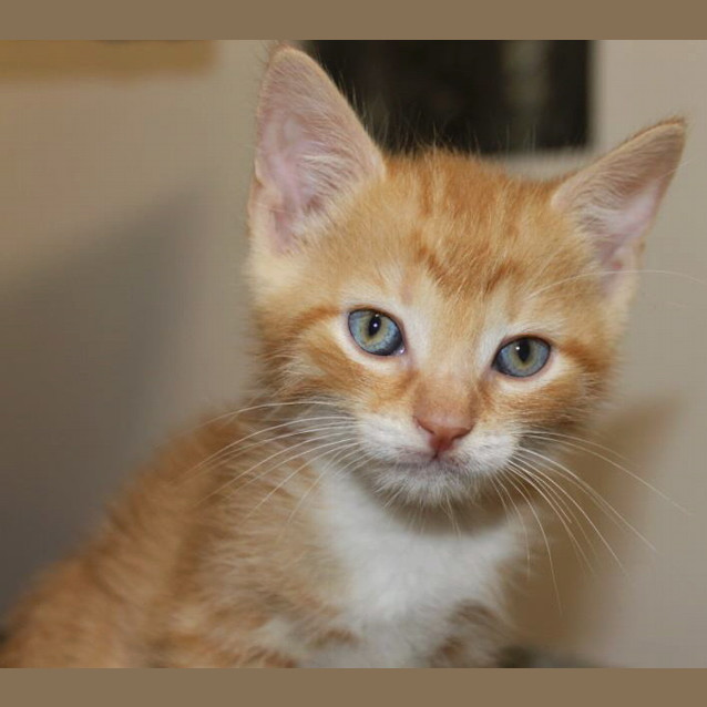 Photo of Butterscotch