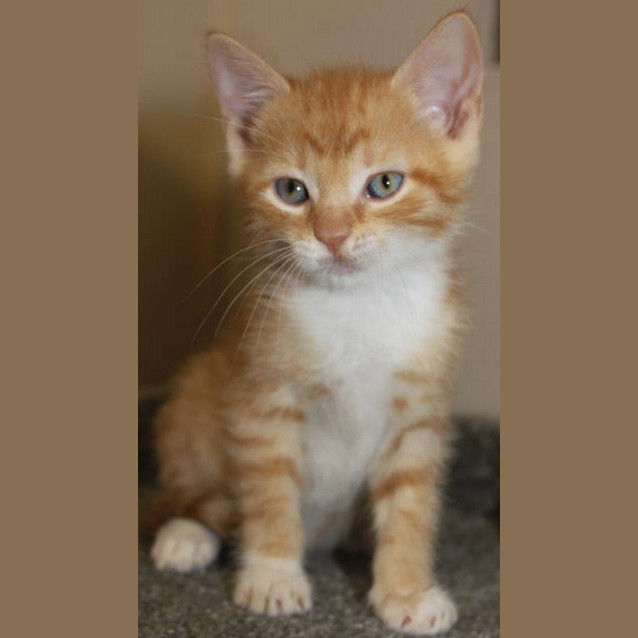 Photo of Butterscotch