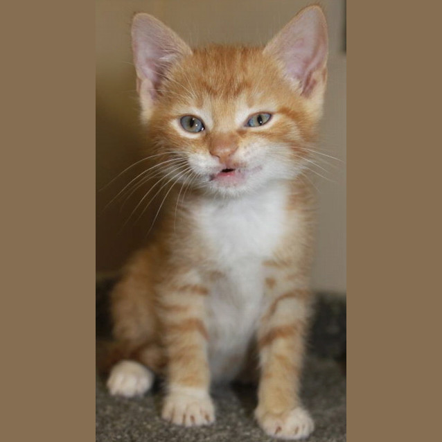 Photo of Butterscotch