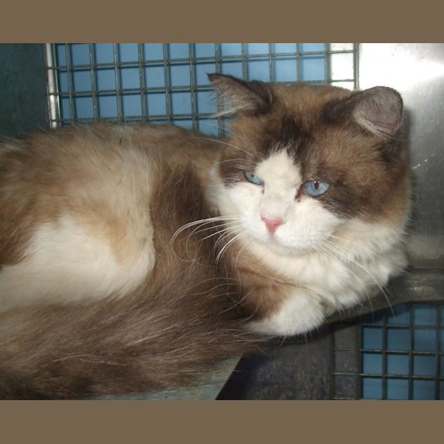 Photo of Black Collar