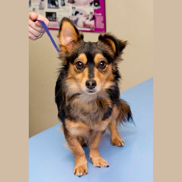 Photo of Whiskie