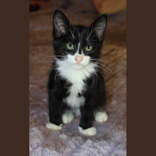 Photo of Ash ** Adoption Pending**