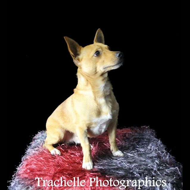 Photo of Chico