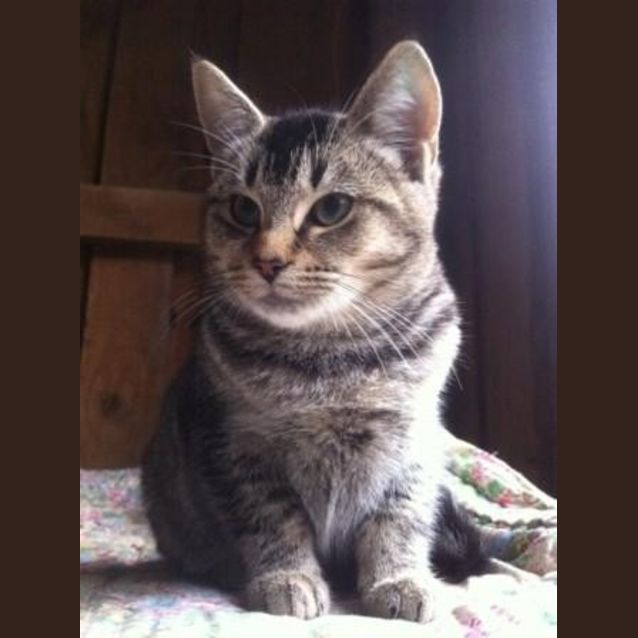 Photo of Luna