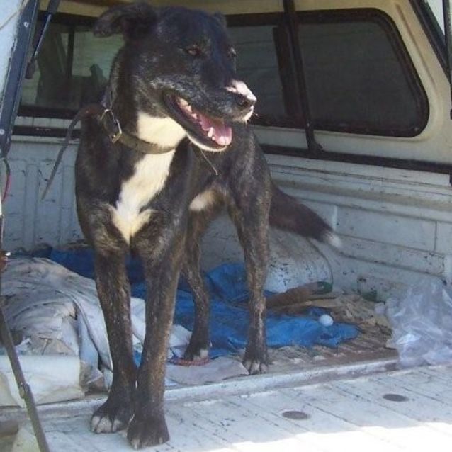 Photo of Buddy On Hold Pending Adoption