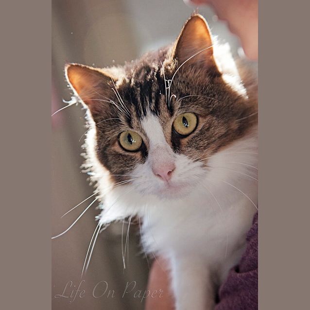 Photo of Lissy