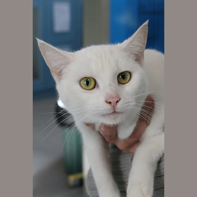 Photo of Saffy