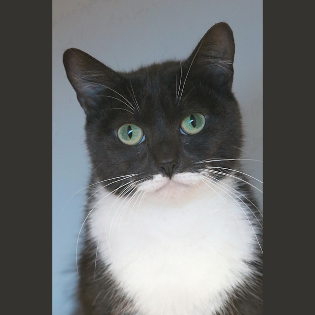 Photo of Gracie