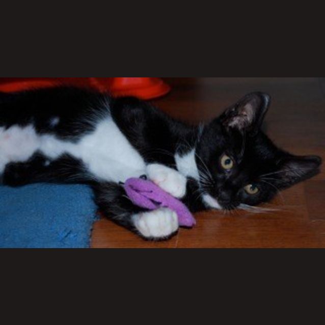Photo of Sylvester