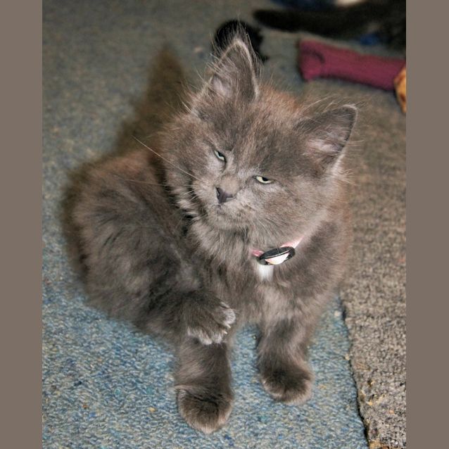 Photo of Abby Cadabby