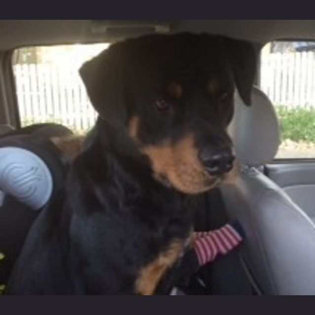 Photo of Rocky   (Medium Rotti) Child, Cat & Dog Friendly