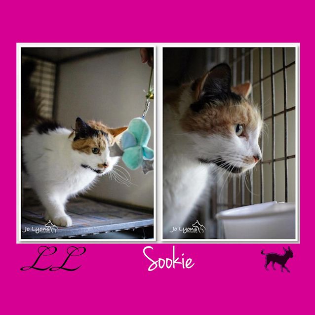 Photo of Sookie 